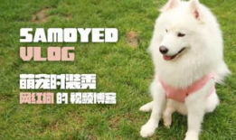 狗操人视频,揭秘动物与人类关系的微妙平衡